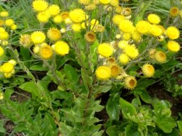 Helichrysum setosum leaves